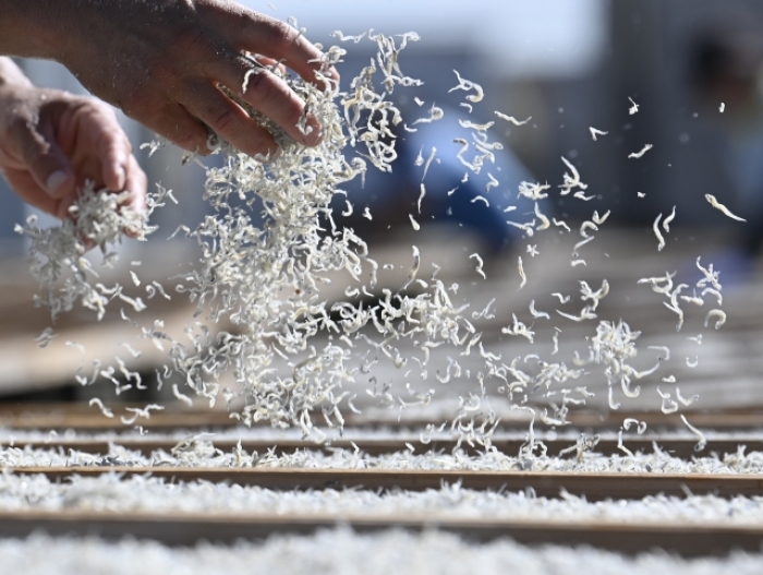 本日しらす漁ありました!