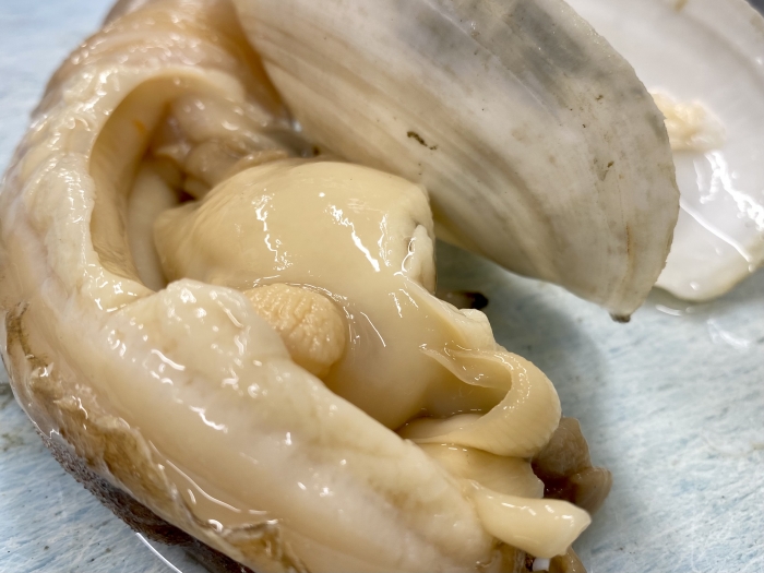 魚太郎ピチピチブログ 南知多産 白みる貝 春は貝の旬 知多半島の魚貝類 鮮魚から干物まで直送する 魚太郎
