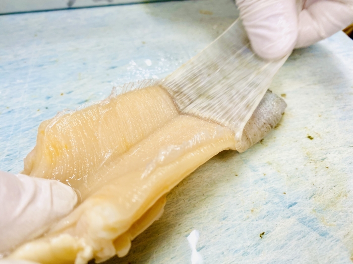 南知多産 白みる貝~春は貝の旬~