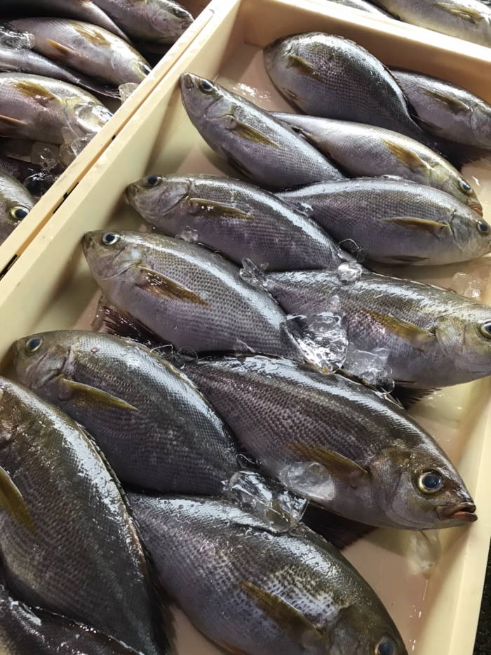 俺たち魚屋の大好物!この季節が待ち遠しい!梅雨イサキ