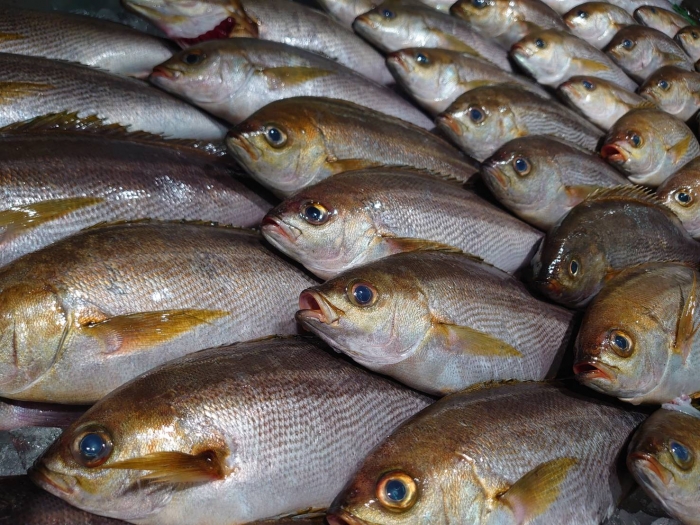 俺たち魚屋の大好物!この季節が待ち遠しい!梅雨イサキ