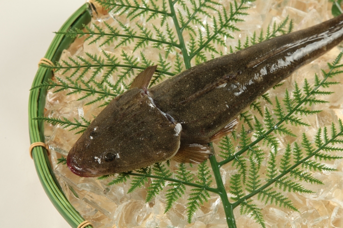 魚太郎ピチピチブログ 夏が旬の高級魚 真コチ がお値打ち 知多半島の魚貝類 鮮魚から干物まで直送する 魚太郎