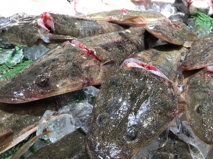 魚太郎ピチピチブログ 夏が旬の高級魚 真コチ がお値打ち 知多半島の魚貝類 鮮魚から干物まで直送する 魚太郎