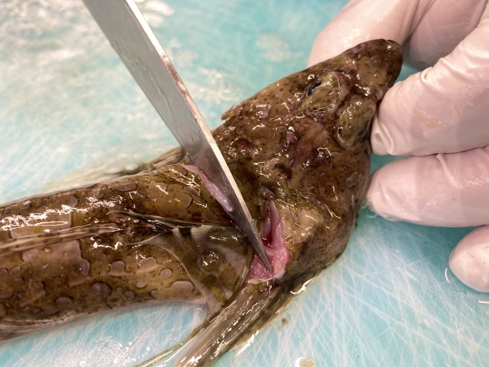 魚太郎ピチピチブログ ちょっと珍しい 尾長コチ です 知多半島の魚貝類 鮮魚から干物まで直送する 魚太郎 魚太郎ピチピチブログ ちょっと珍しい 尾長コチ です 知多半島の魚貝類 鮮魚から干物まで直送する 魚太郎