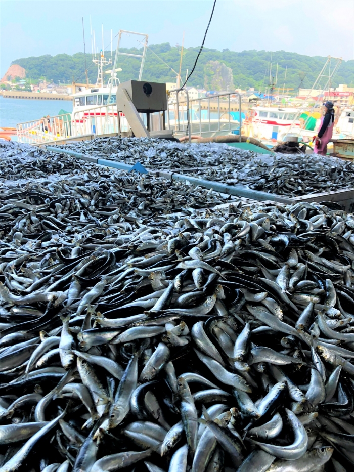 南知多の夏は、イワシがないと始まらない!
