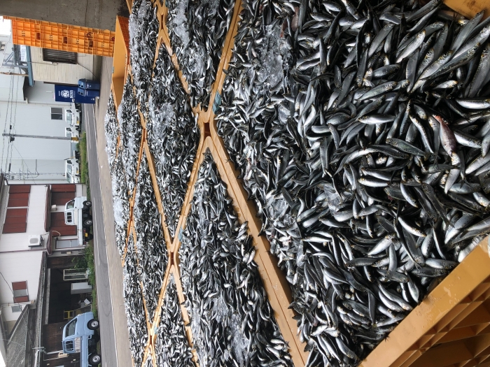 南知多の夏は、イワシがないと始まらない!