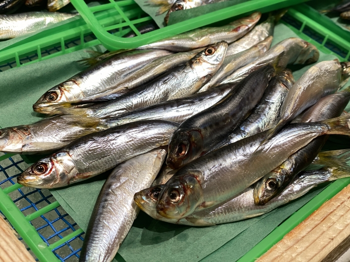 南知多の夏は、イワシがないと始まらない!