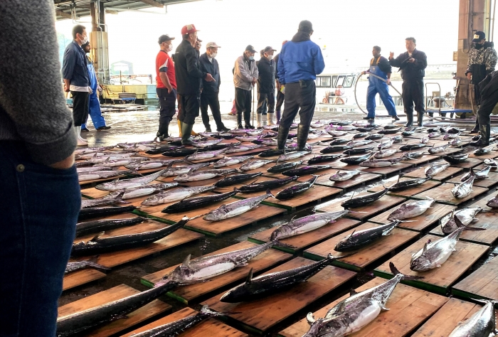 知多半島ではサワラが沢山水揚げされています!