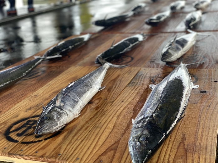 知多半島ではサワラが沢山水揚げされています!