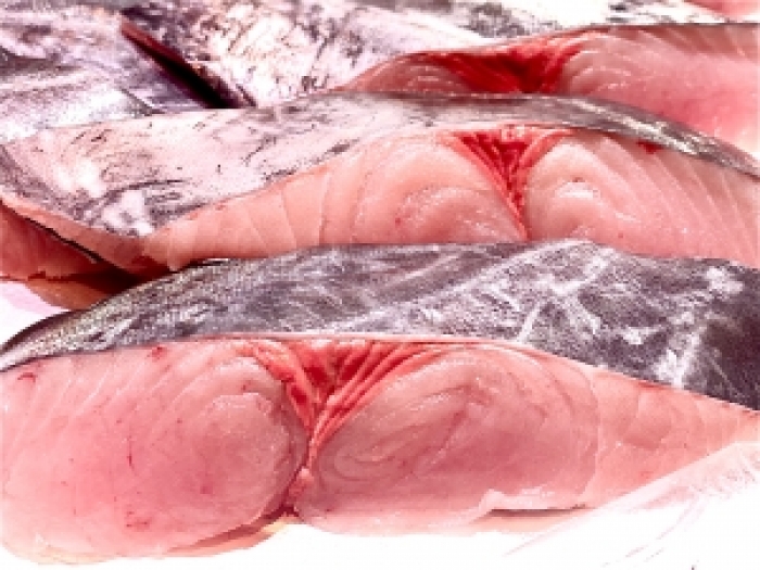 知多半島ではサワラが沢山水揚げされています!