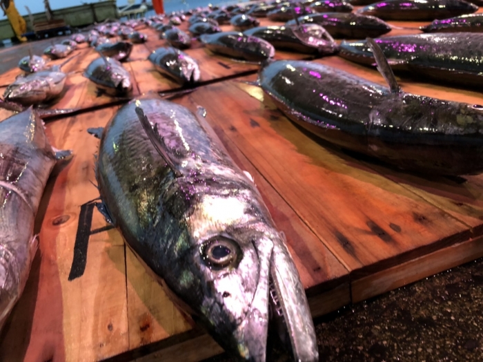知多半島ではサワラが沢山水揚げされています!