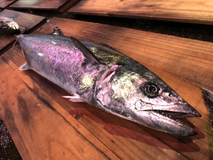 知多半島ではサワラが沢山水揚げされています!