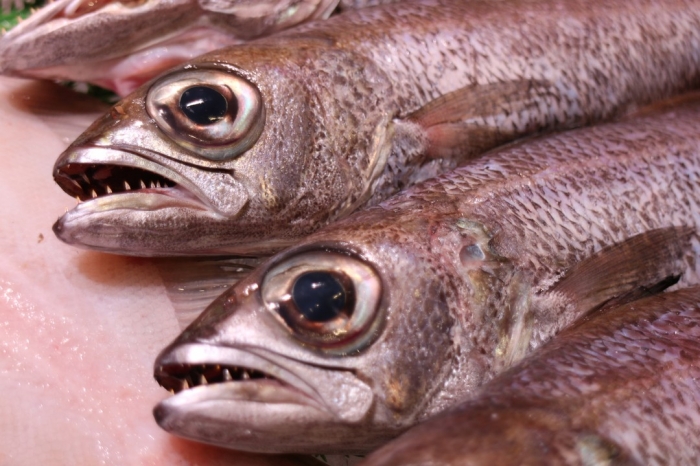 深海漁始まりました!三河湾産クロムツ