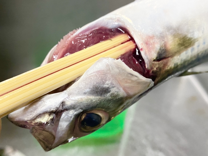 安くて旨すぎる【南知多産 小サバ】が山盛り