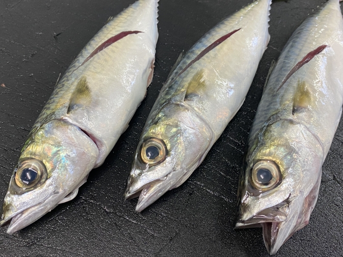 安くて旨すぎる【南知多産 小サバ】が山盛り
