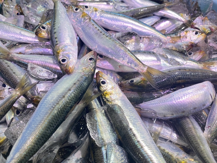 1(い)0(わ)4(し)本日はいわしの日(^^)/