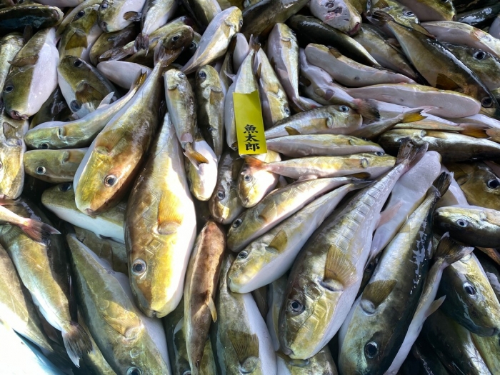 サバフグ 天然河豚 鍋 唐揚げ絶品 自家製ひものも 魚太郎ピチピチブログ 南知多で沢山水揚げさせてます 地物サバフグ 知多半島の魚貝類 鮮魚から干物まで直送する 魚太郎