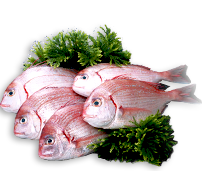 shrimp