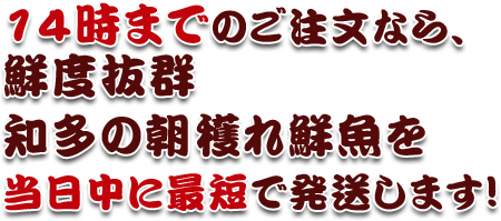 14時までのご注文なら、鮮度抜群 知多の朝穫れ鮮魚を当日中に最短で発送します！