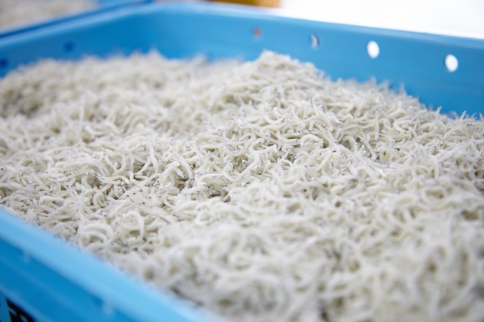 南知多産 しらす干し(ちりめんじゃこ)150g