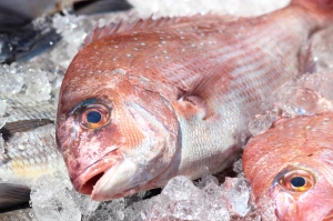 南知多産　活〆天然真鯛 （~14：00までの限定販売、即発送！）
