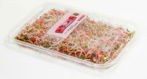 梅ちりめん