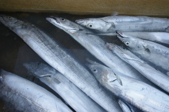 天日干し 太刀魚醤油みりん干し(真空パック)