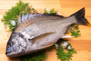 南知多産 天然黒鯛(~14:00までの限定販売、即発送!)