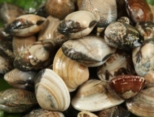 活あさり(砂抜済) 　（~14：00までの注文で当日発送！）