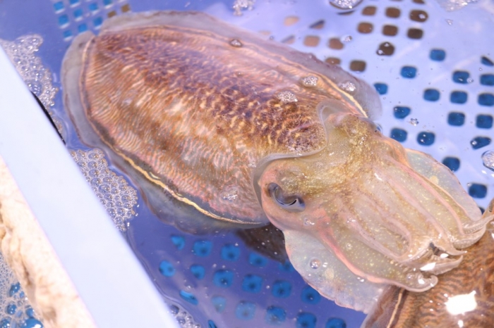 南知多産 甲いか(~14:00までの限定販売、即発送!)