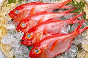 三河湾産　金目鯛　１匹（~14：00までの限定販売、即発送！）