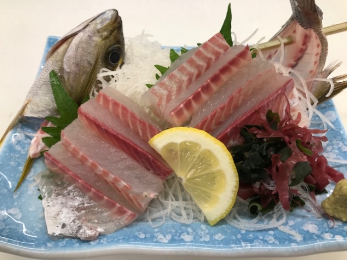 南知多産 いさき1尾（~14：00までの限定販売、即発送！）