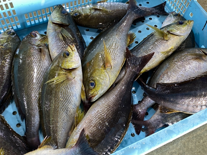 南知多産 いさき1尾（~14：00までの限定販売、即発送！）