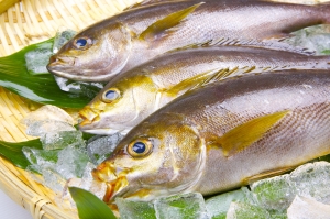 南知多産 いさき1尾（~14：00までの限定販売、即発送！）