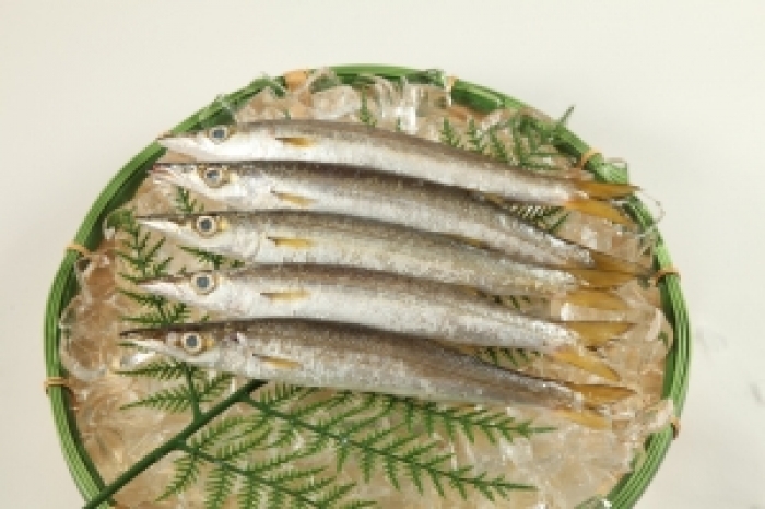南知多産　カマス1尾 ~14：00までの限定販売、即発送！）