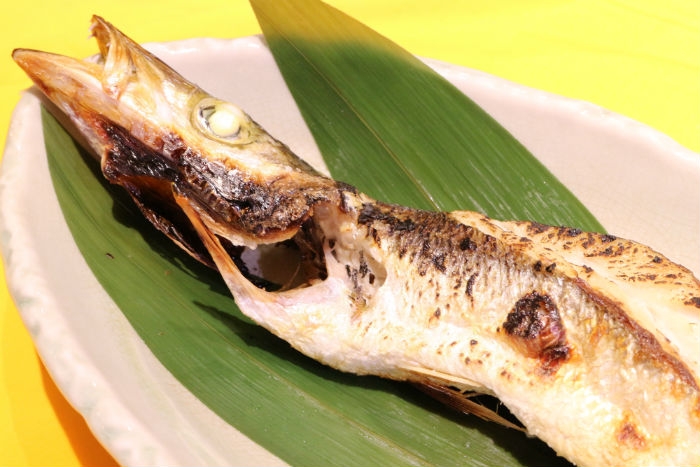 南知多産　カマス1尾 ~14：00までの限定販売、即発送！）