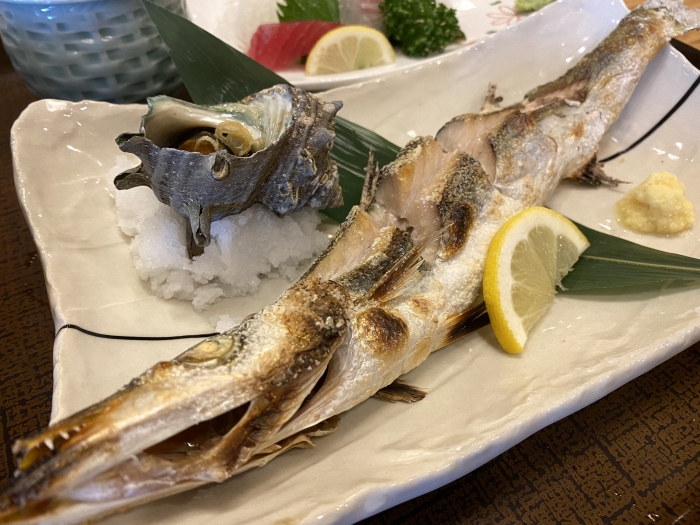 南知多産　カマス1尾 ~14：00までの限定販売、即発送！）