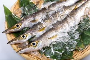 南知多産　カマス1尾 ~14：00までの限定販売、即発送！）