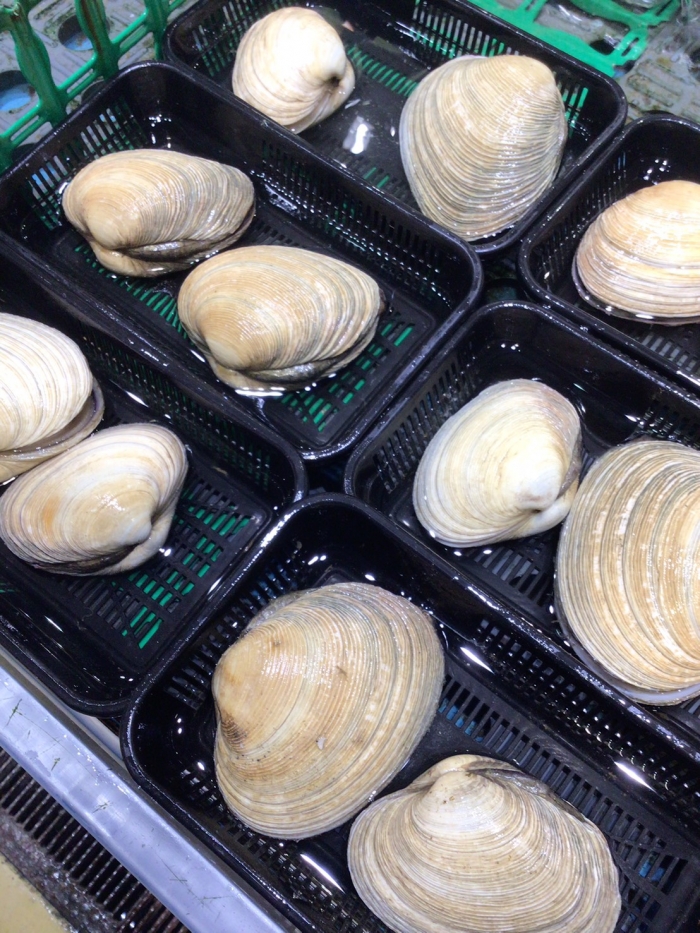 南知多産 活大アサリ(~14:00までの注文で当日発送!)