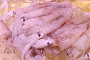 南知多産　小イカ（~14：00までの限定販売、即発送！）