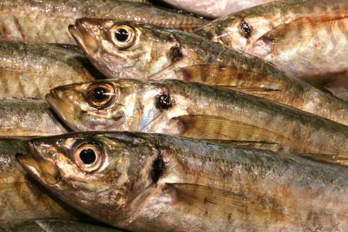 南知多産　丸アジ（~14：00までの限定販売、即発送！）