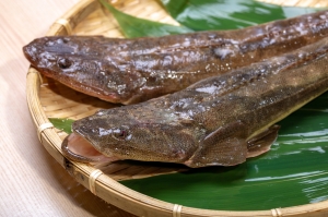 南知多産　活〆真ごち（~14：00までの限定販売、即発送！）