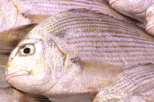 南知多産　まなじ1尾（ヘダイ）（~14：00までの限定販売、即発送！）