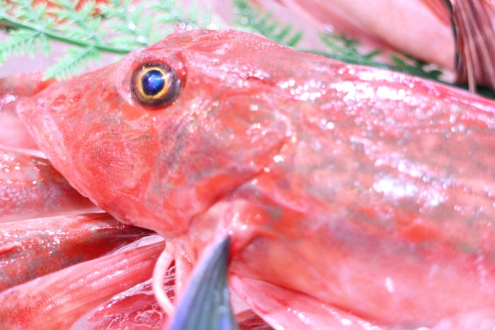 南知多産 ほうぼう1尾(~14:00までの限定販売、即発送!)