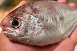 南知多産　豆鯛（~14：00までの限定販売、即発送！）