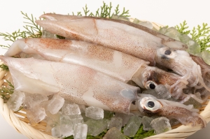 南知多産　生するめいか（~14：00までの限定販売、即発送！）