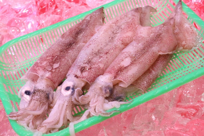 南知多産　ヤリイカ（~14：00までの限定販売、即発送！）