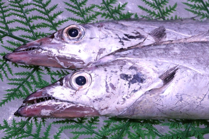 南知多産 太刀魚1尾(~14:00までの限定販売、即発送!)