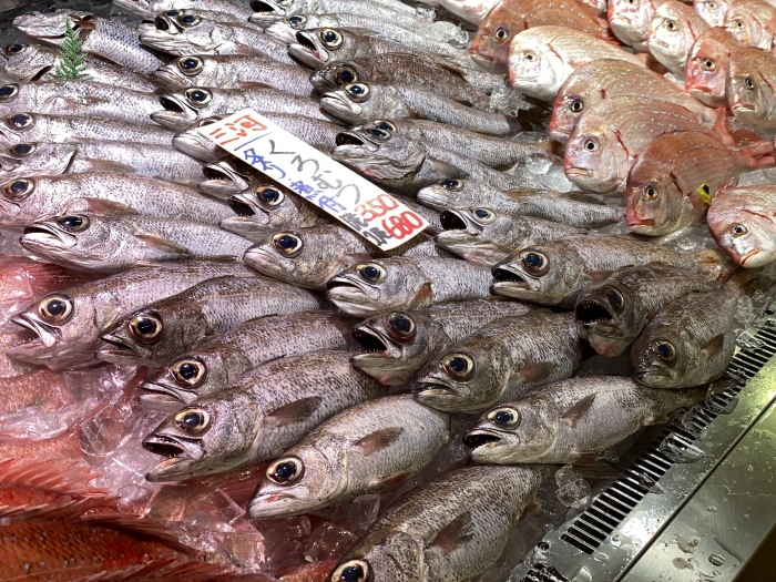 三河産 黒むつ1尾~14:00までの限定販売、即発送!)