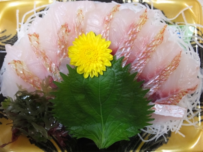 南知多産　レンコ鯛1尾（~14：00までの限定販売、即発送！）